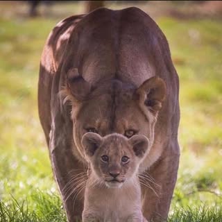 Vanessa Carolina Fanessi Auteri