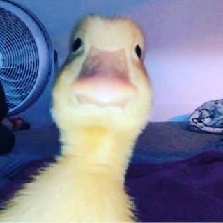 Lorena Garcia Mendonça