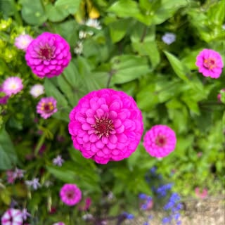 Xarimar Acevedo Pabón