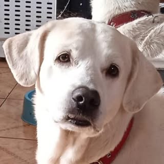 Sara Elizabeth Sandoval