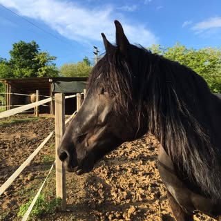 Karen Lucich Larrauri