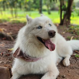 Lynda Shirley Guedes Castro