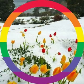 Fernanda Letícia Schirr