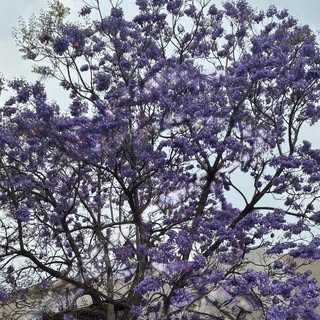 Karla Fernanda Zuluaga Suárez