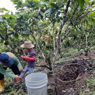 Mireya Isabel Levy Ortíz